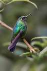Green-crowned brilliant-Ecuador Art Print